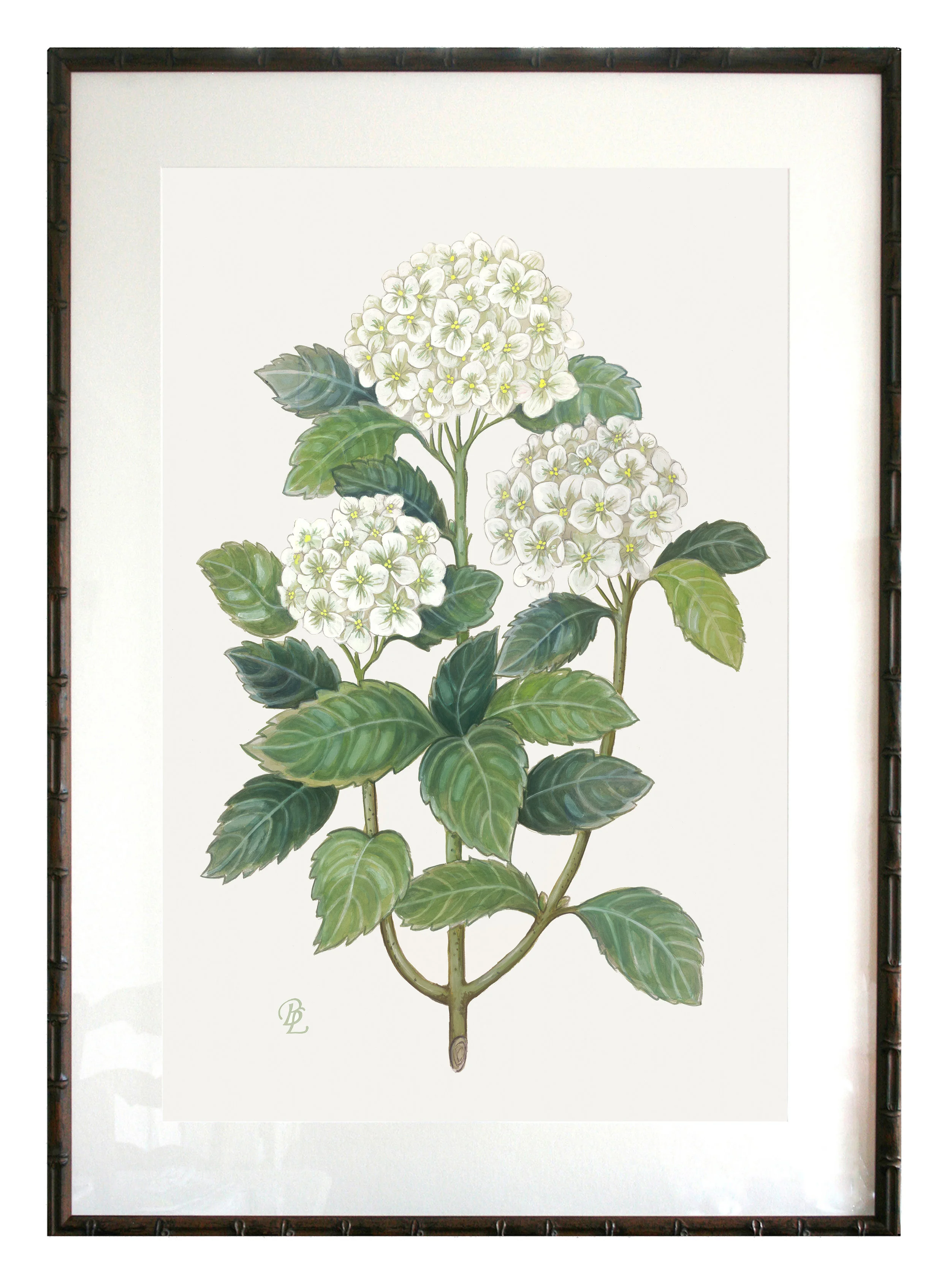 Hydrangea Garden — Verandah House Interiors